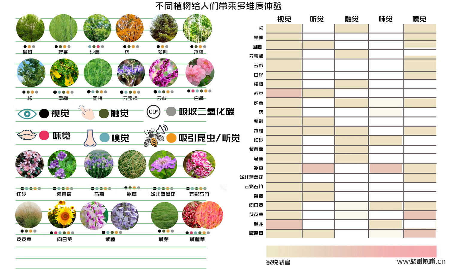 植物配置康养疗愈治愈分析图PS-素材