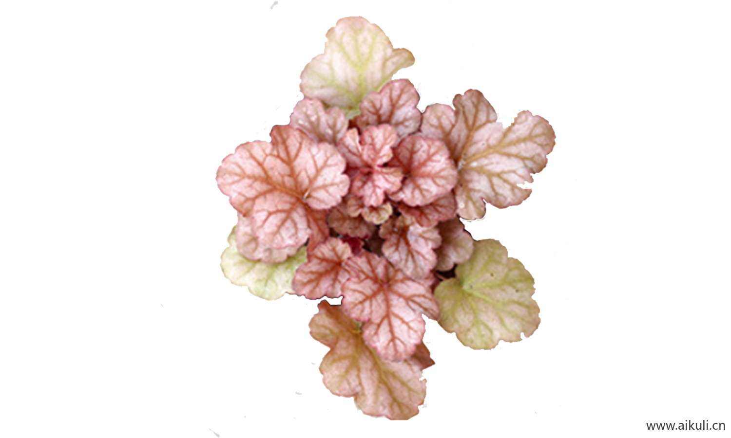 耐阴 蕨类肾蕨PSD免抠 S蕨类植物 花镜植物