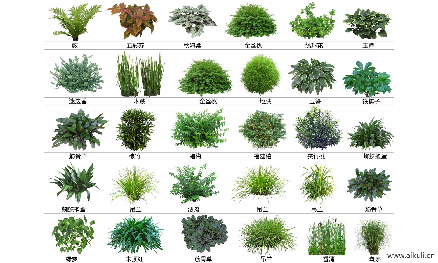 耐阴 蕨类肾蕨PSD免抠 D蕨类植物 花镜植物