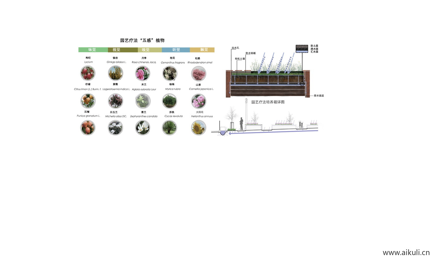 植物配置康养疗愈治愈分析图PSD无感分析