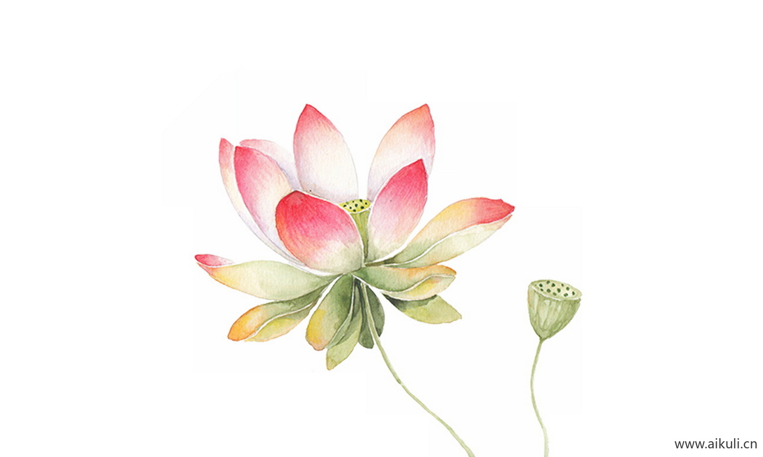 工笔画免抠图素材 (36)