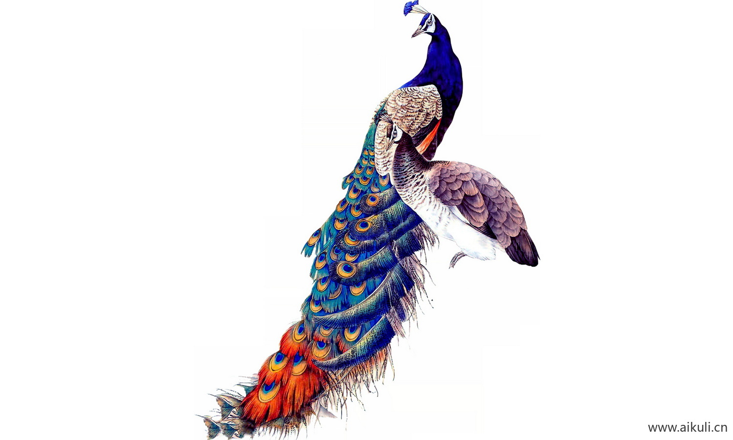 古风拼贴工笔画花鸟PNG图片_06