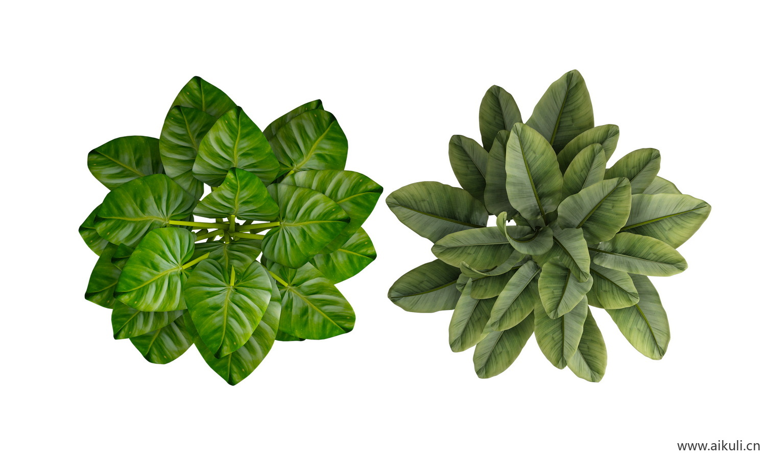 平面盆栽-现代彩平图 平面植物PSD素材