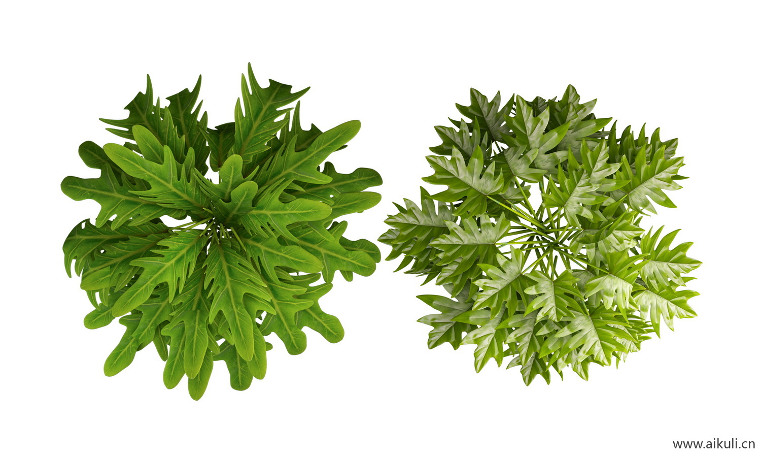 平面盆栽绿植平面植物PSD素材