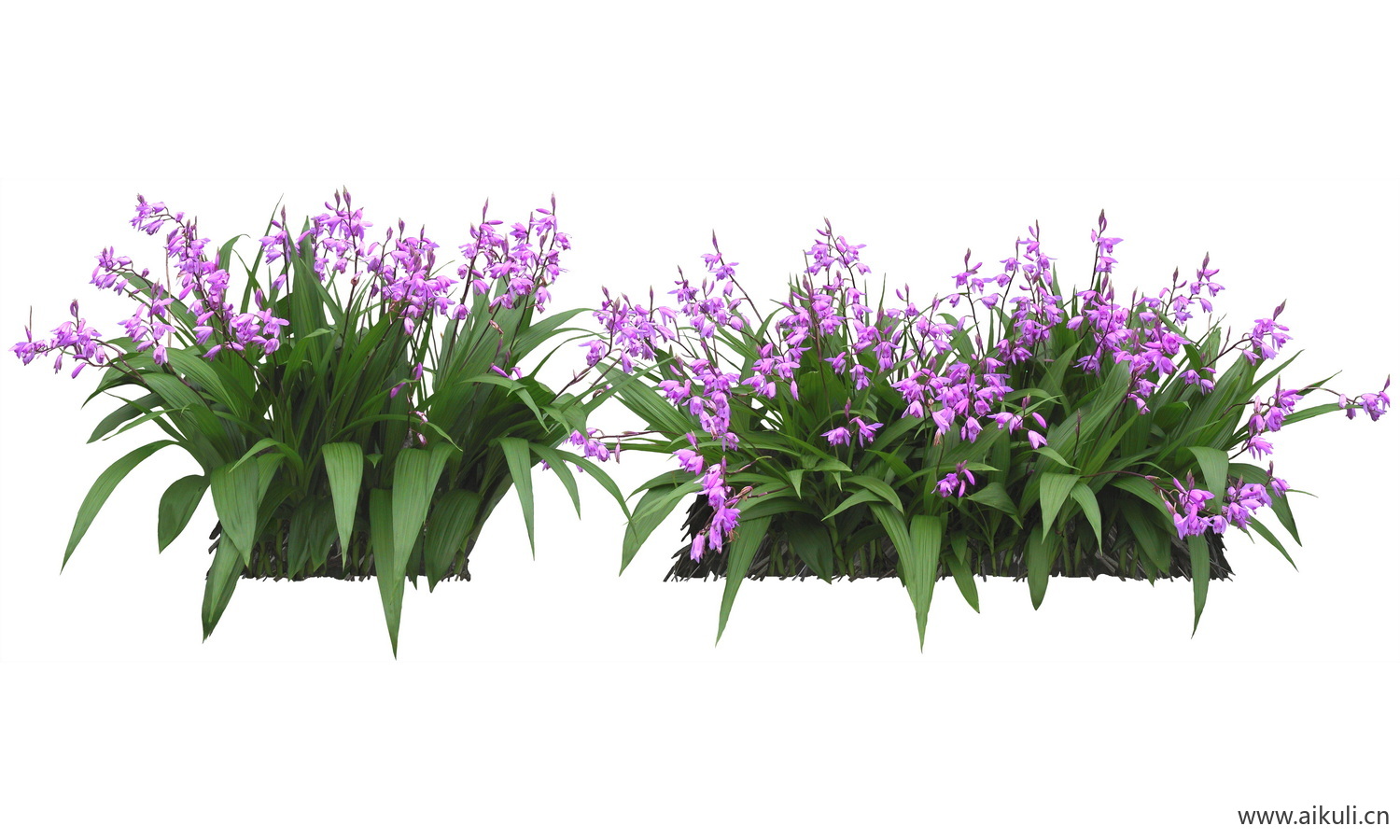 PSD免抠花坛地坡花卉植物-薮兰