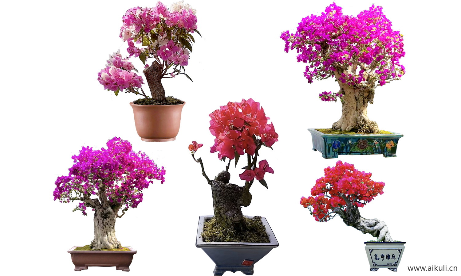 花盆造型植物摆件PSD免扣