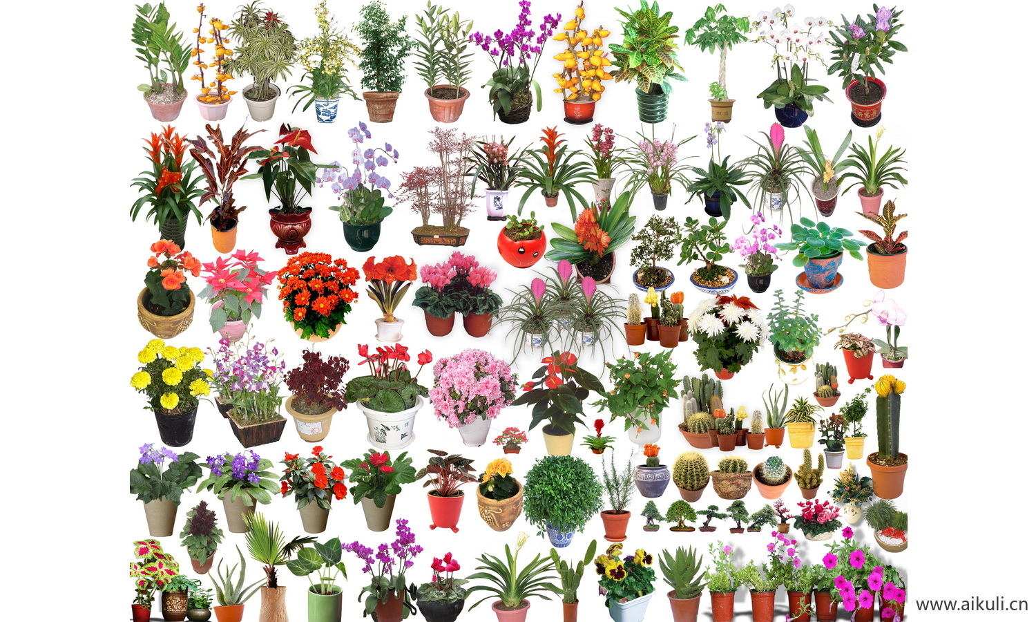 绿植摆件花卉植物_室内盆栽_盆栽PSD免抠