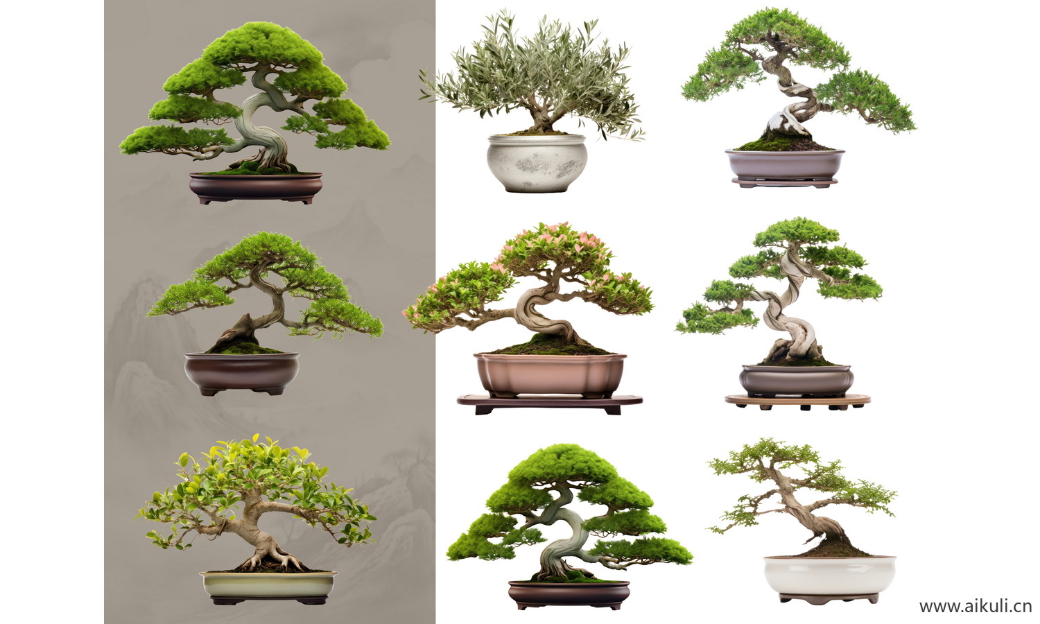 盆景造型植物院子盆栽摆件黑松罗汉松PSD免扣