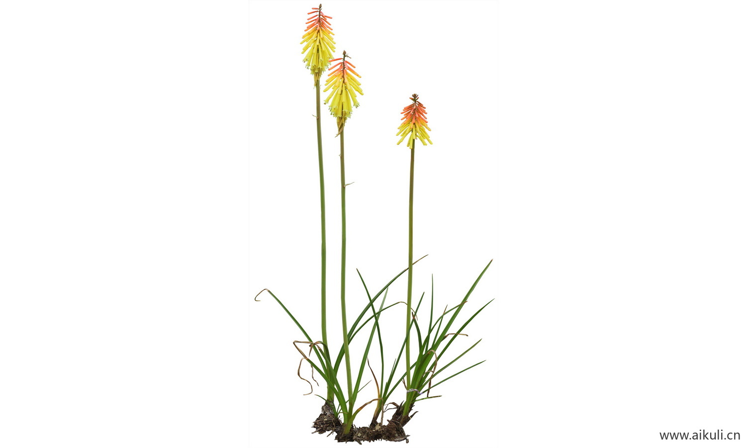 PSD免抠花坛地坡花卉植物火把莲