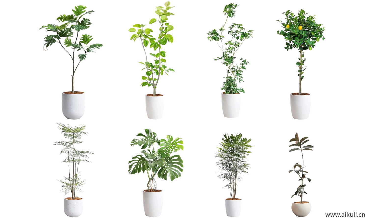 绿植摆件花卉植物_室内盆栽_盆栽PSD免抠乔木-