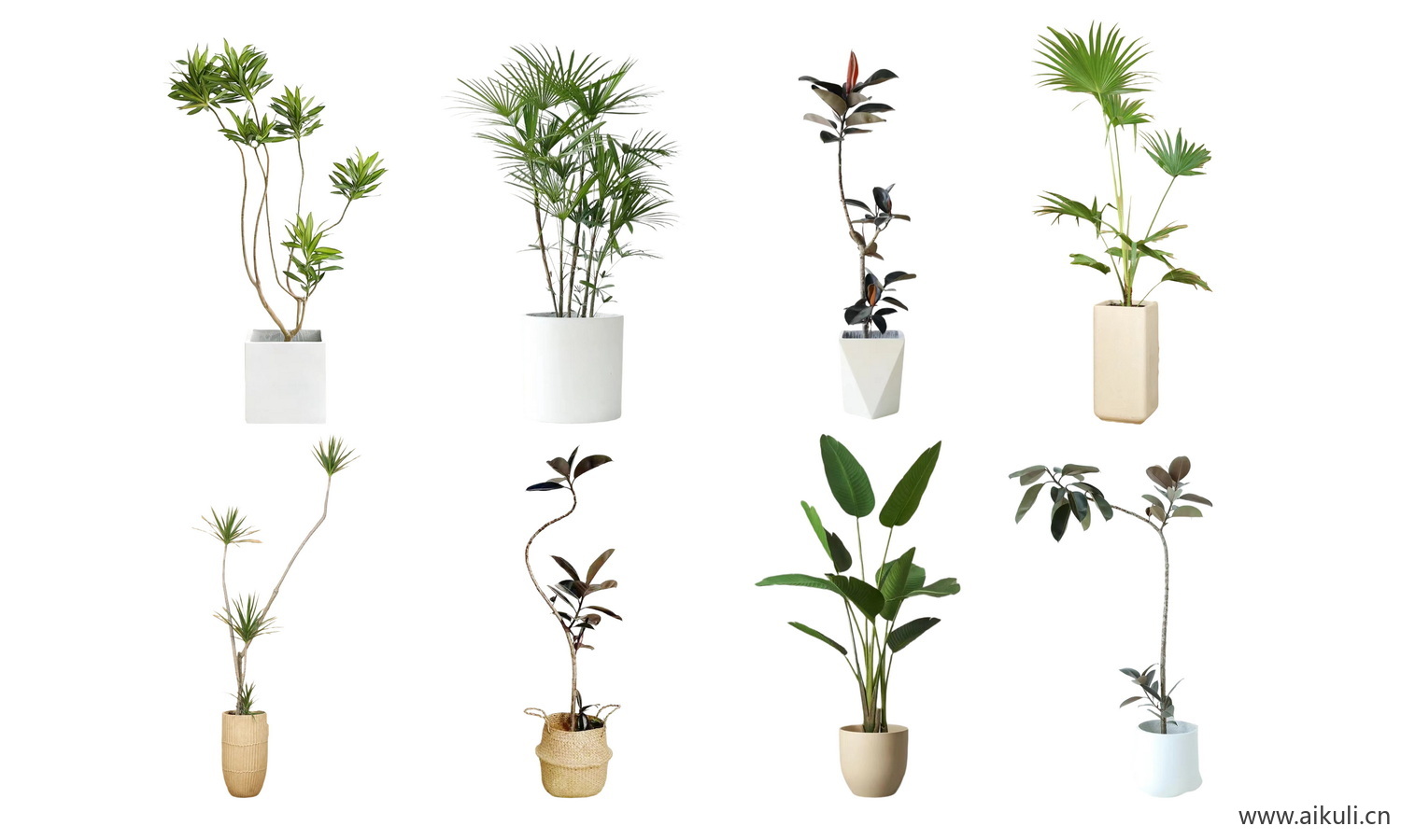 PSD免抠绿植摆件_植物_室内盆栽_盆栽