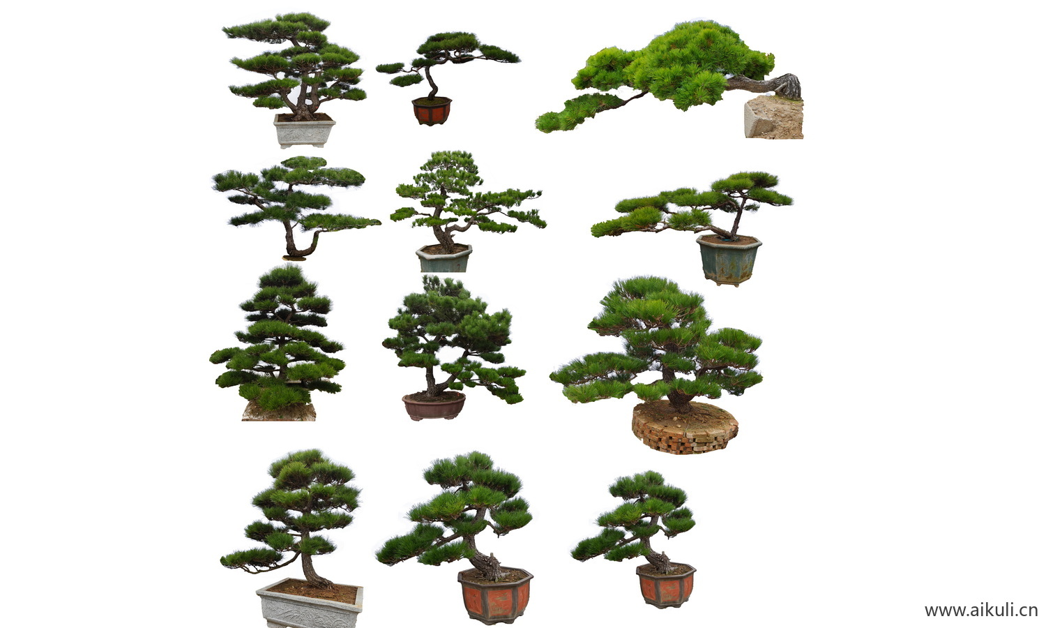 松树柏树植物树PSD分层