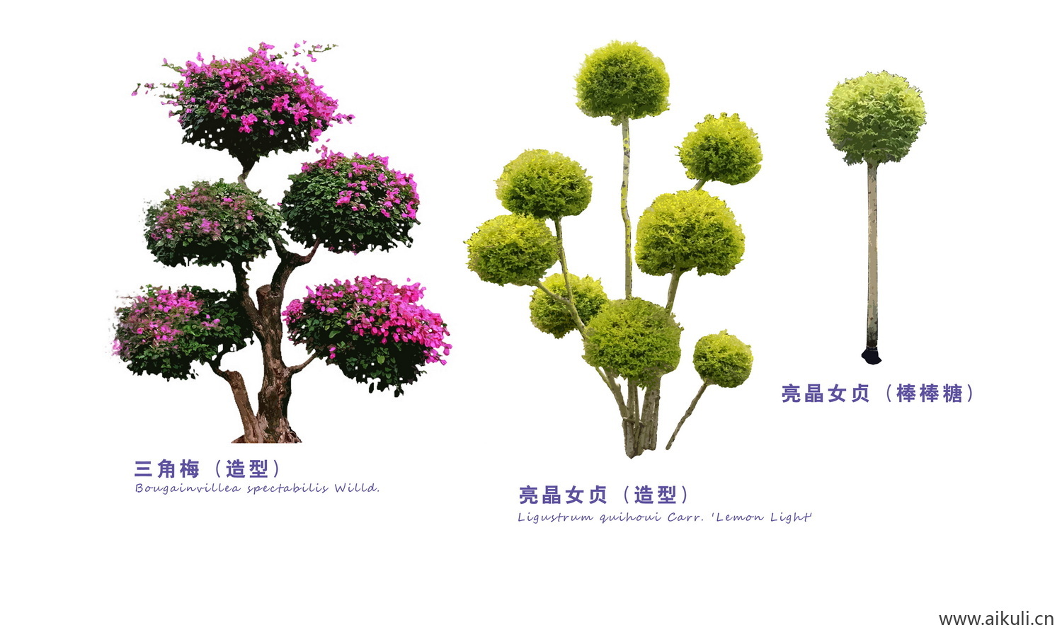 中式造型树小叶榕PSD