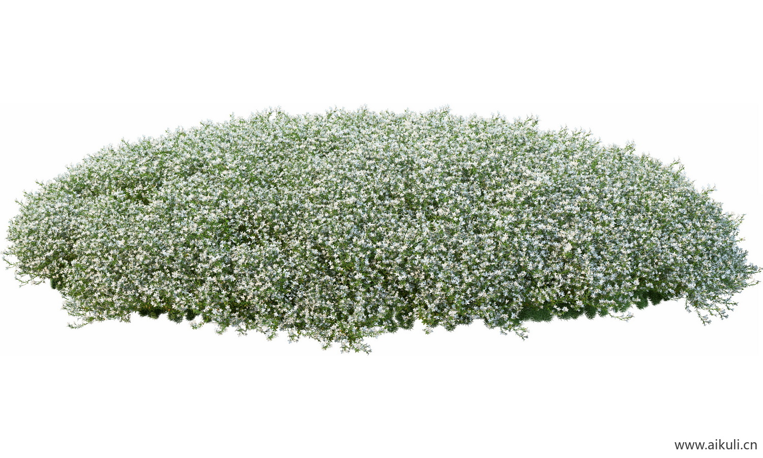 圆形花池魔纹花坛绿篱花境镜植物花卉png免抠_11
