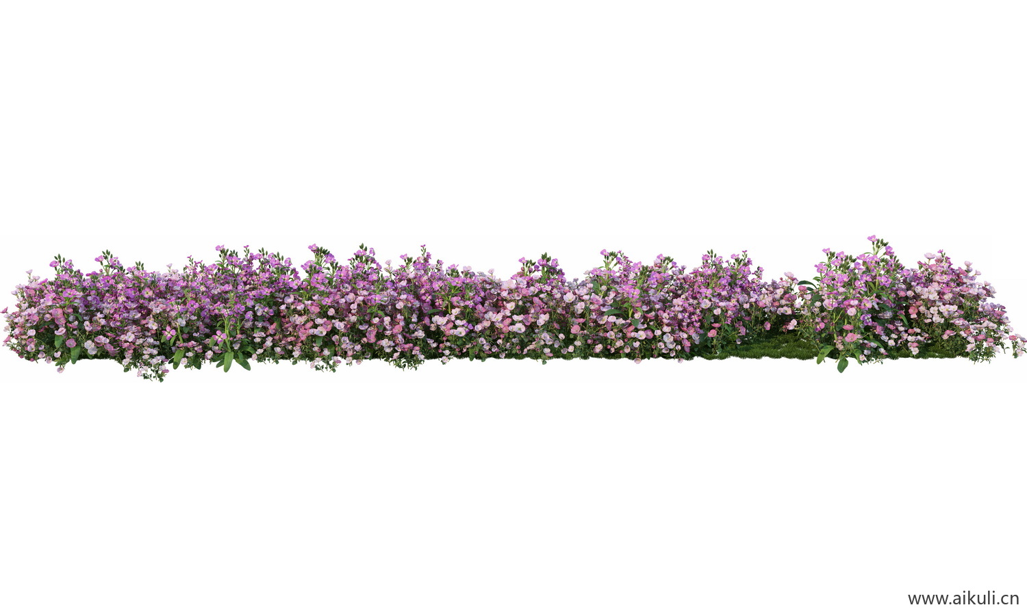 一字条形形花池魔纹花坛绿篱花境镜植物花卉png免抠_03