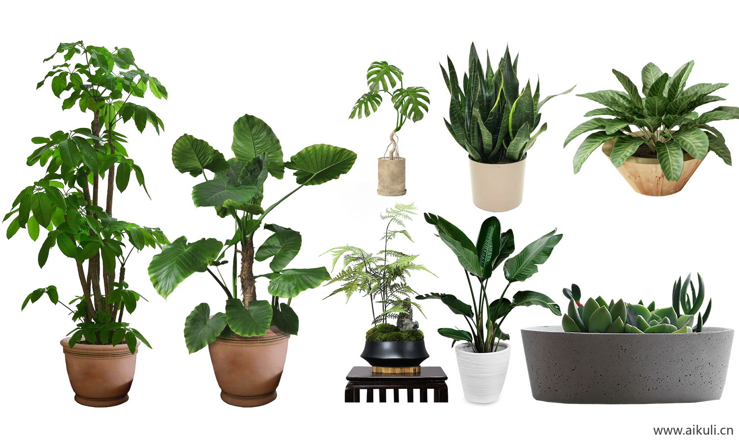 现代盆栽绿植摆件_植物-盆栽PSD免抠