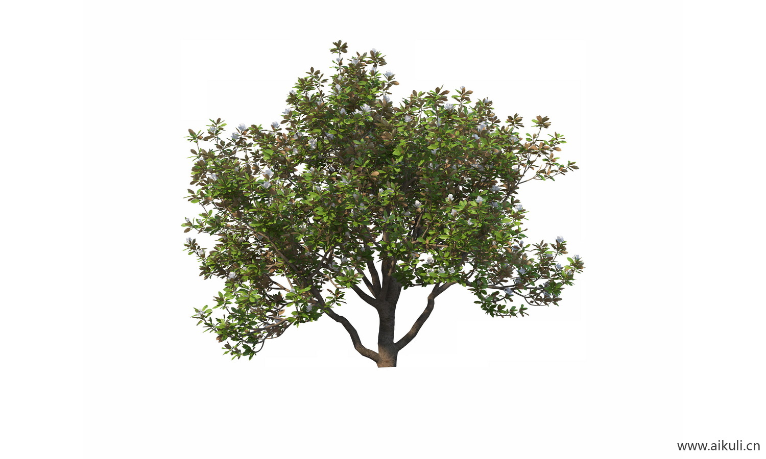 bonsai6乔木植物大树PNG免扣