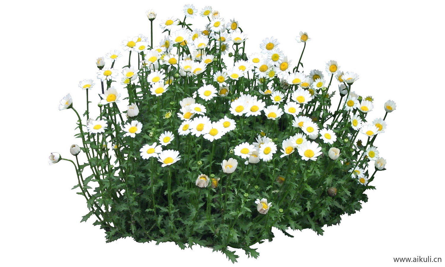 PSD免抠花坛地坡花卉植物黑蕊菊