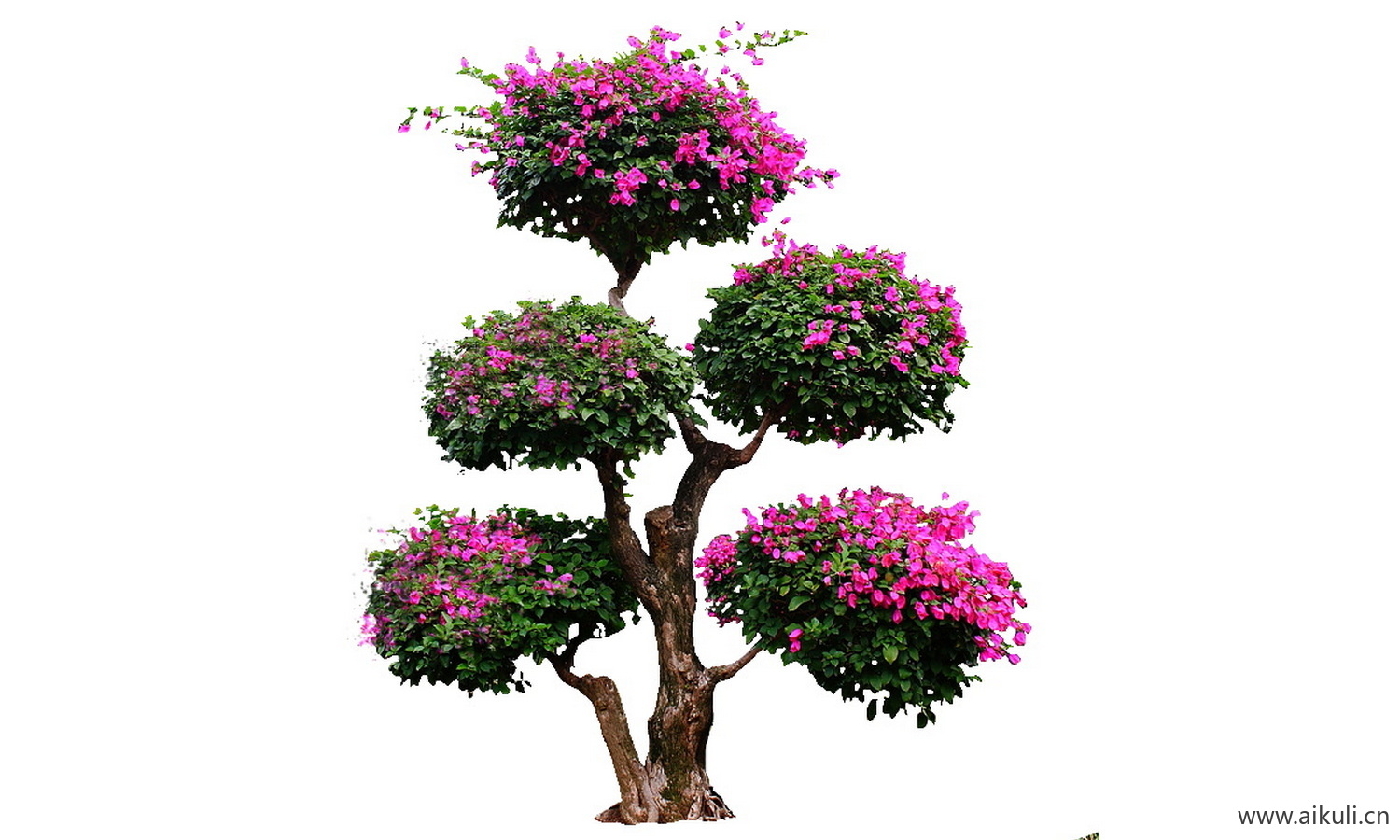 樱花树植物树PSD分层