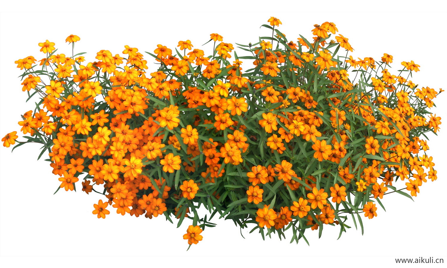 PSD免抠花坛地坡花卉植物多花百日菊