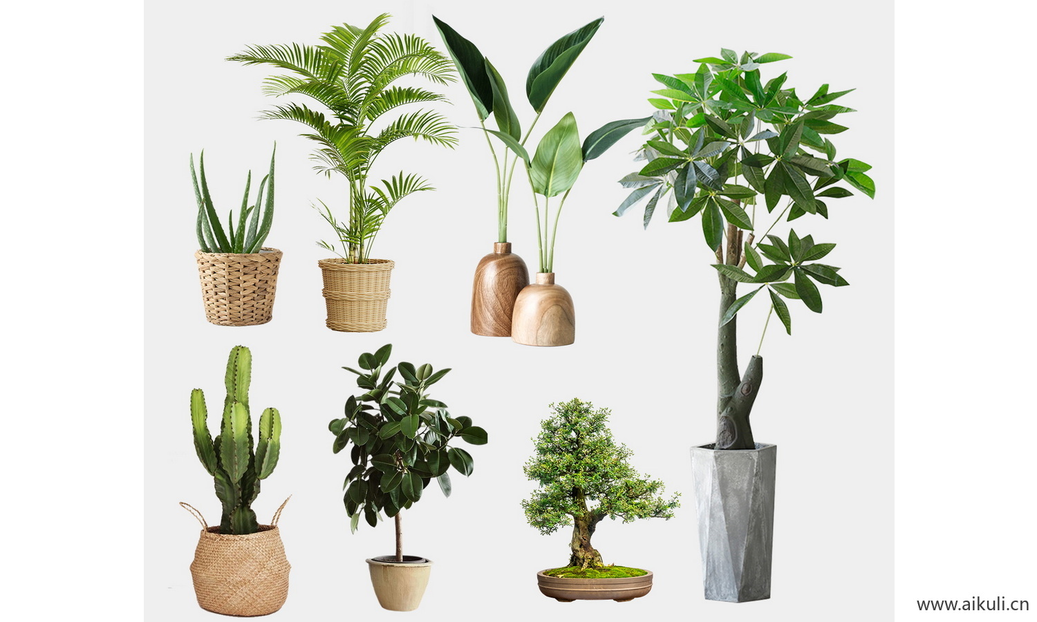 盆栽绿植花盆植物组合摆件免抠ps素材