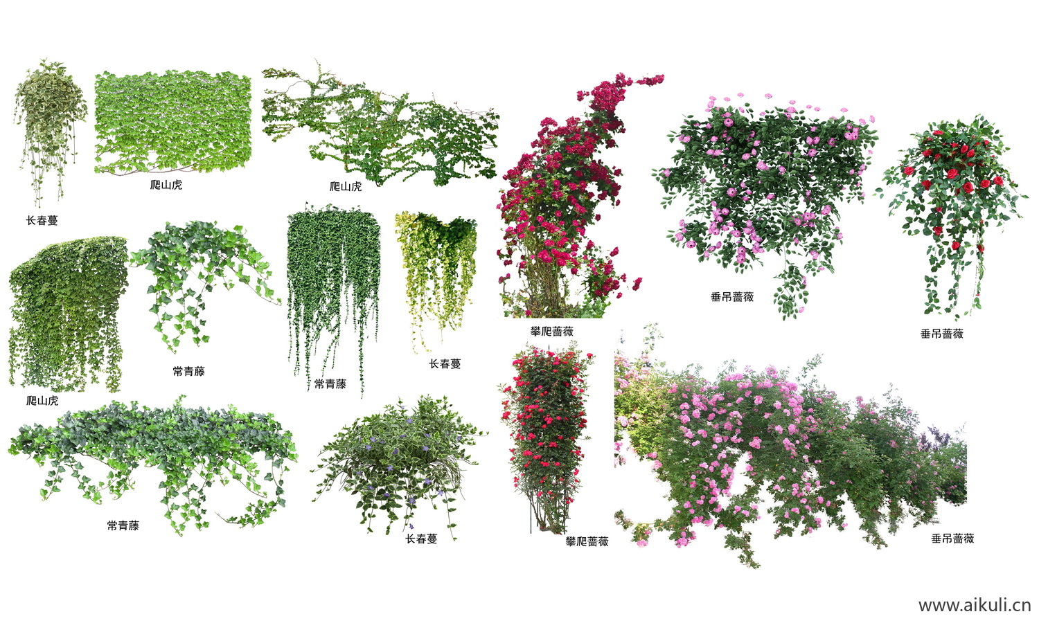 藤蔓爬藤植物爬墙攀援垂钓围墙藤本月季紫藤PS
