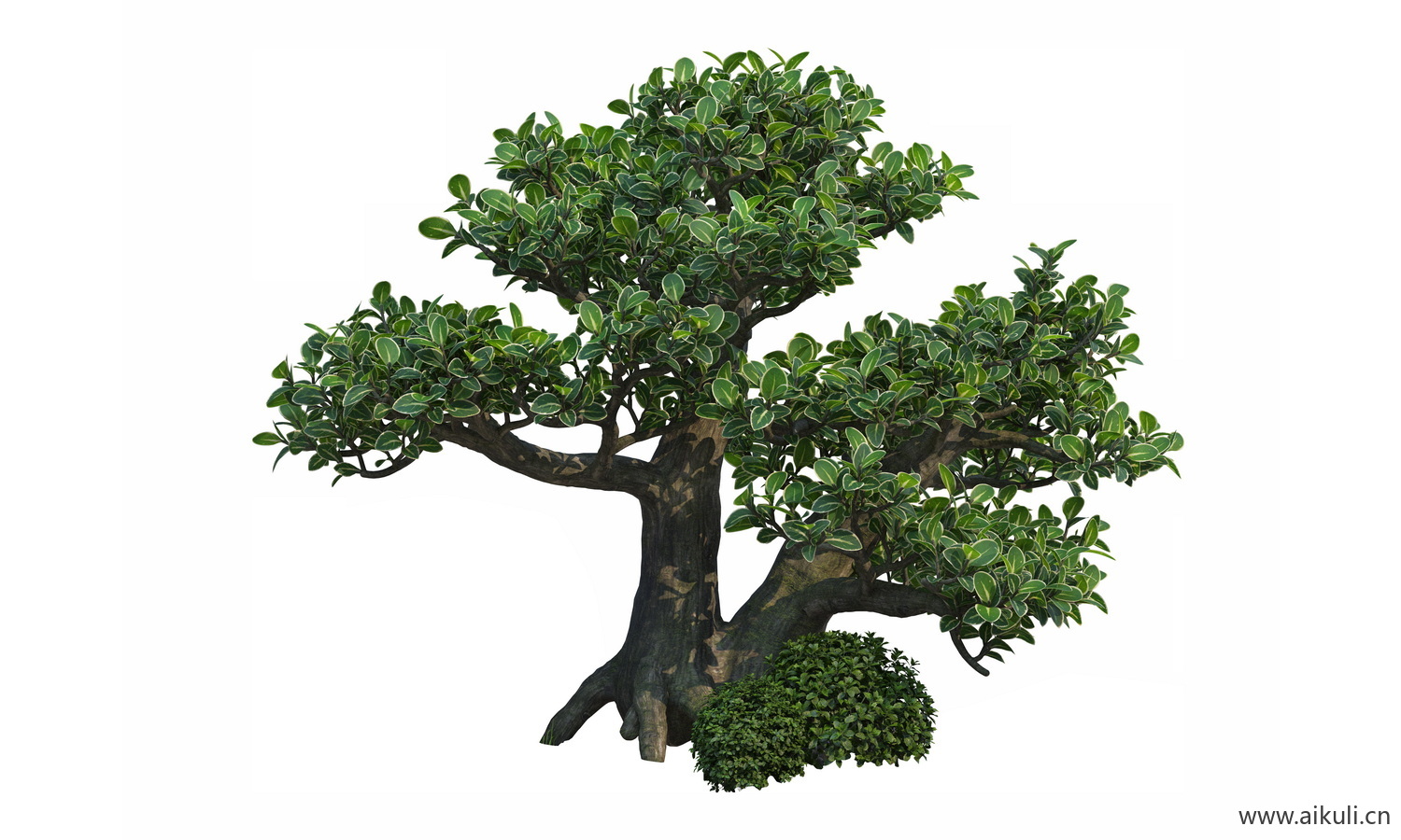 bonsai4乔木植物大树PNG免扣