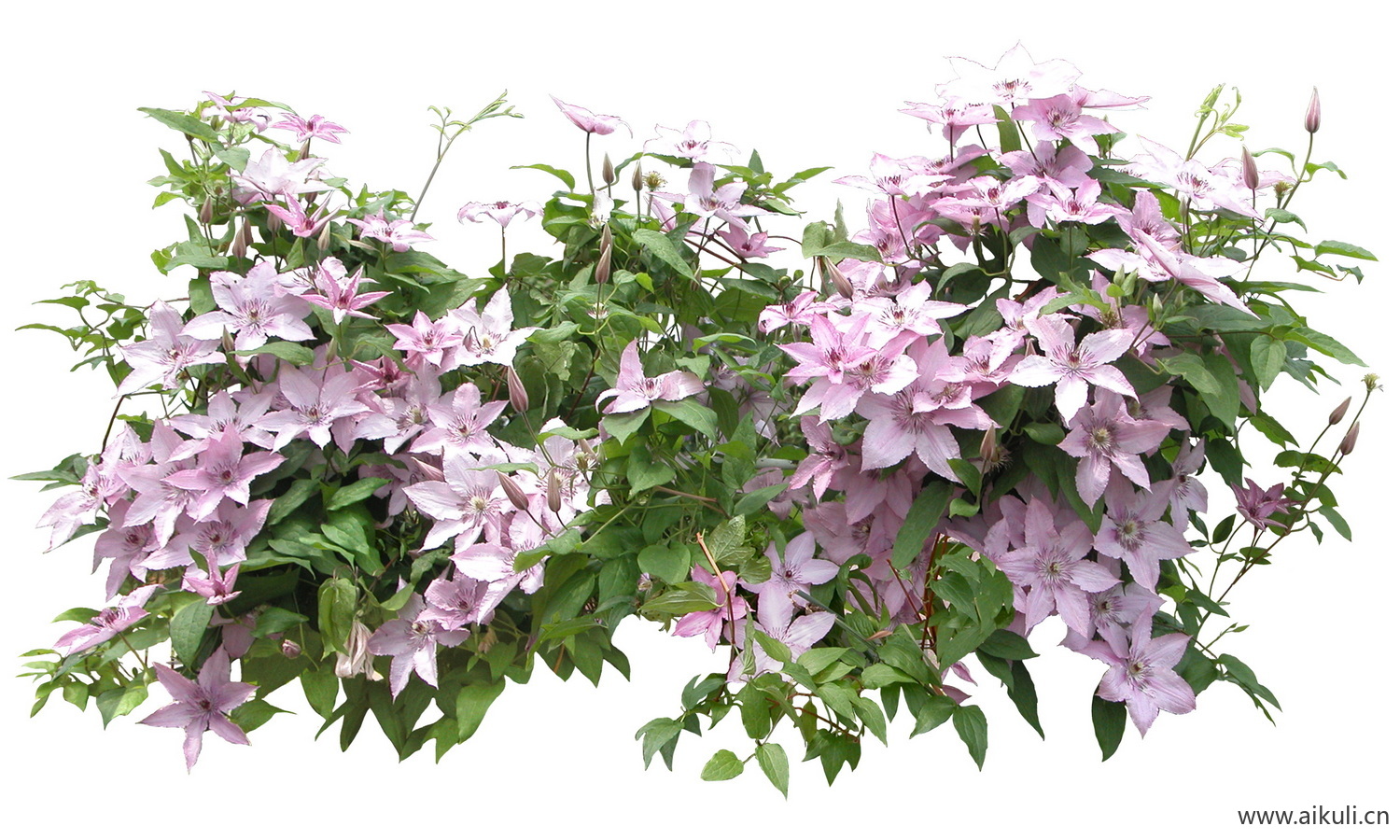 PSD免抠花坛地坡花卉植物铁线莲