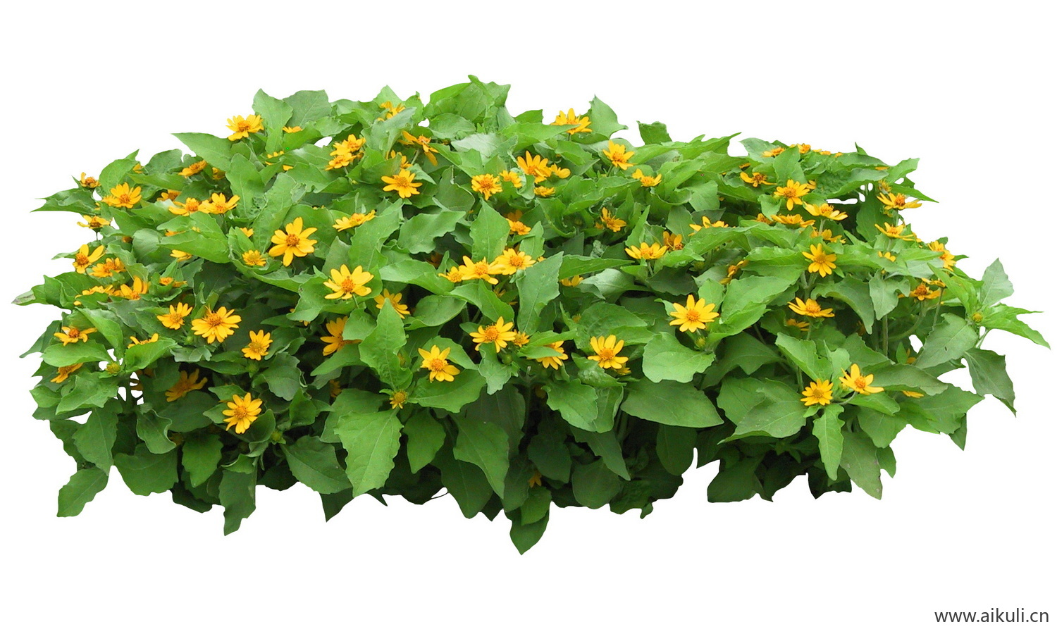 PSD免抠花坛地坡花卉植物黄帝菊