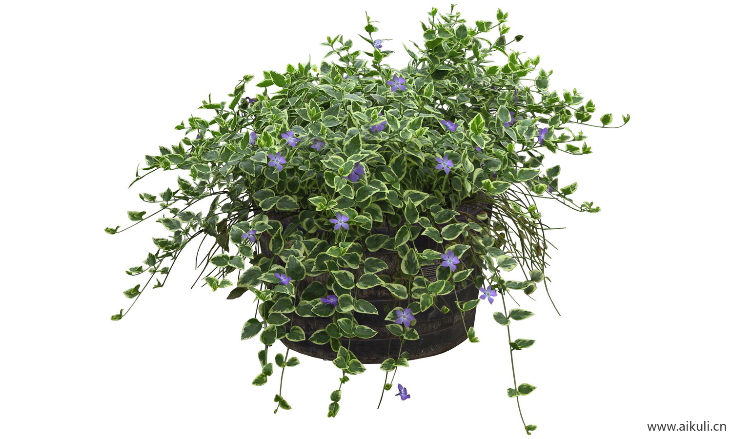PSD免抠花坛地坡花卉植物长春蔓