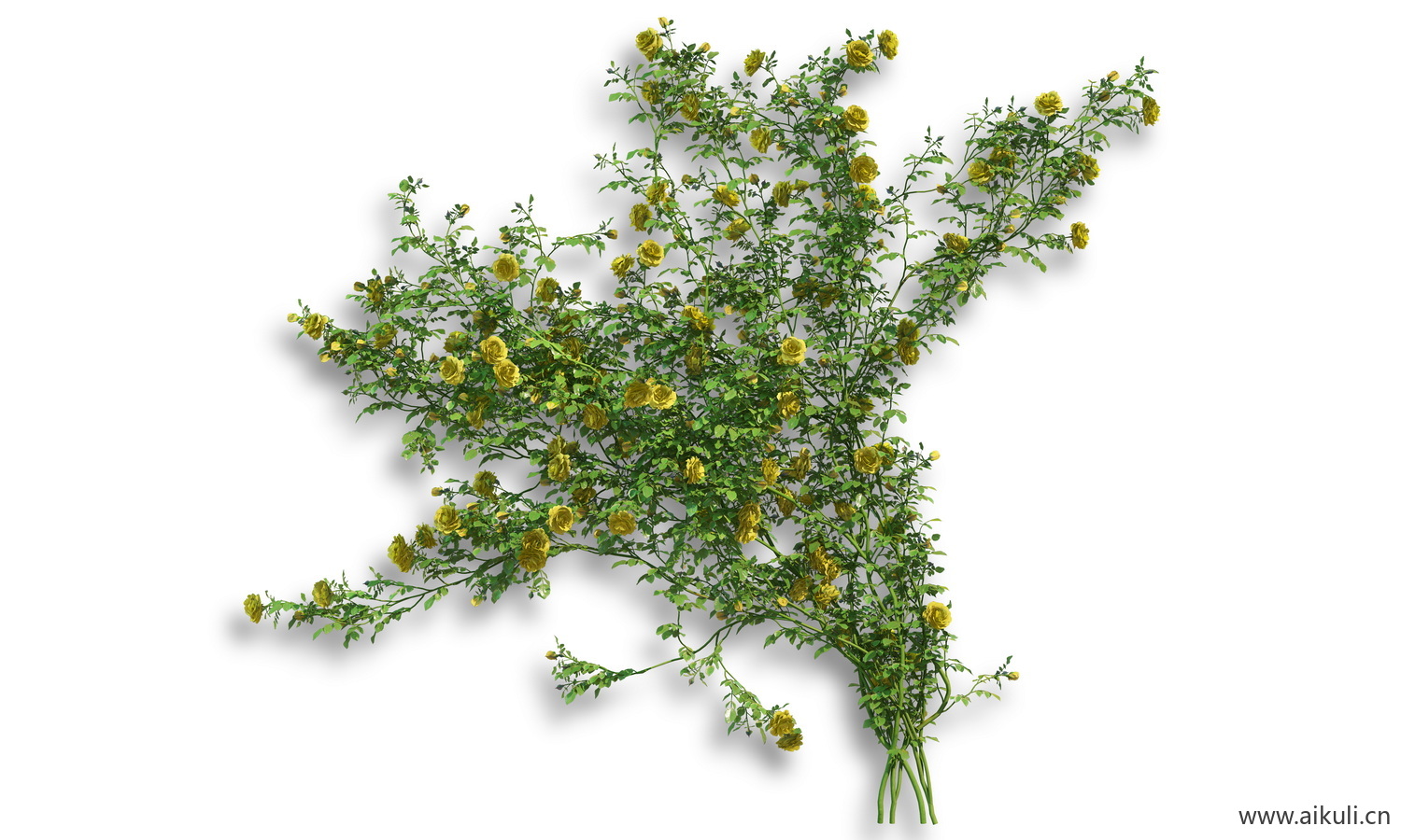 藤蔓植物-PS分层
