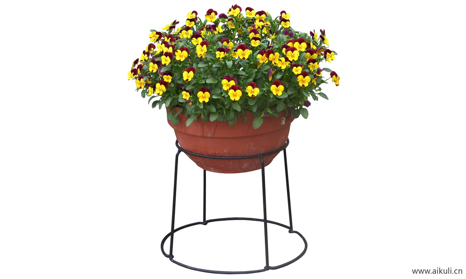 PSD免抠花坛地坡花卉植物蝴蝶花
