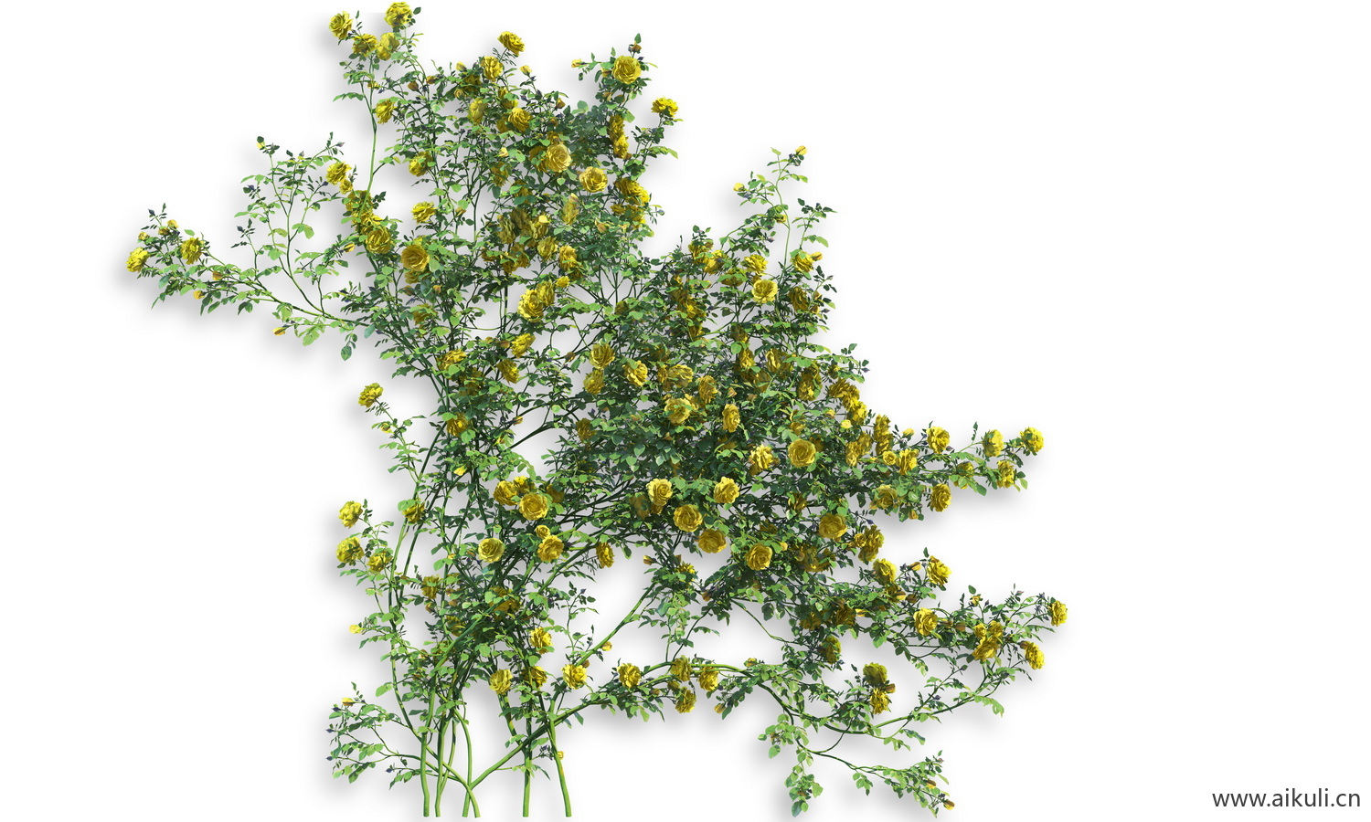 藤蔓植物PS分层
