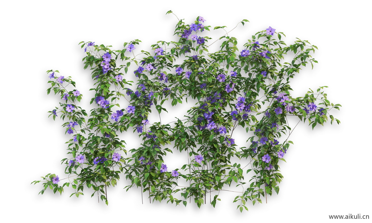 PSD-藤蔓植物分层