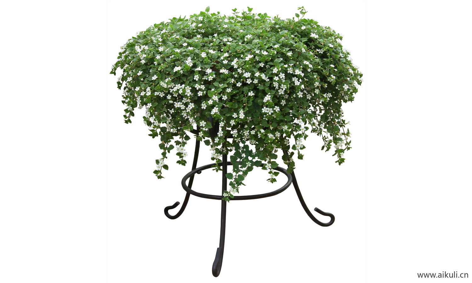 PSD免抠花坛地坡花卉植物白可花