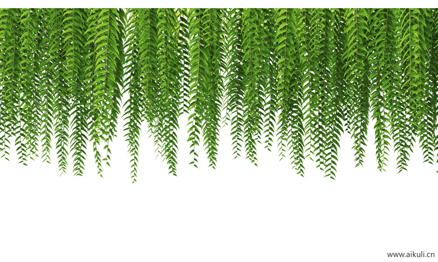 垂吊绿植藤蔓爬藤植物PSD免扣