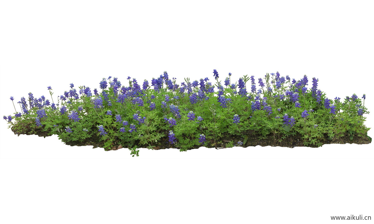 PSD免抠花坛地坡花卉植物多叶羽扇豆0