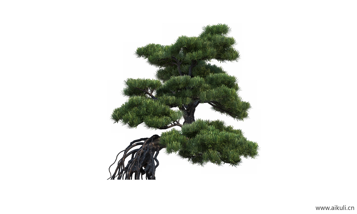 bonsai3乔木植物大树PNG免扣