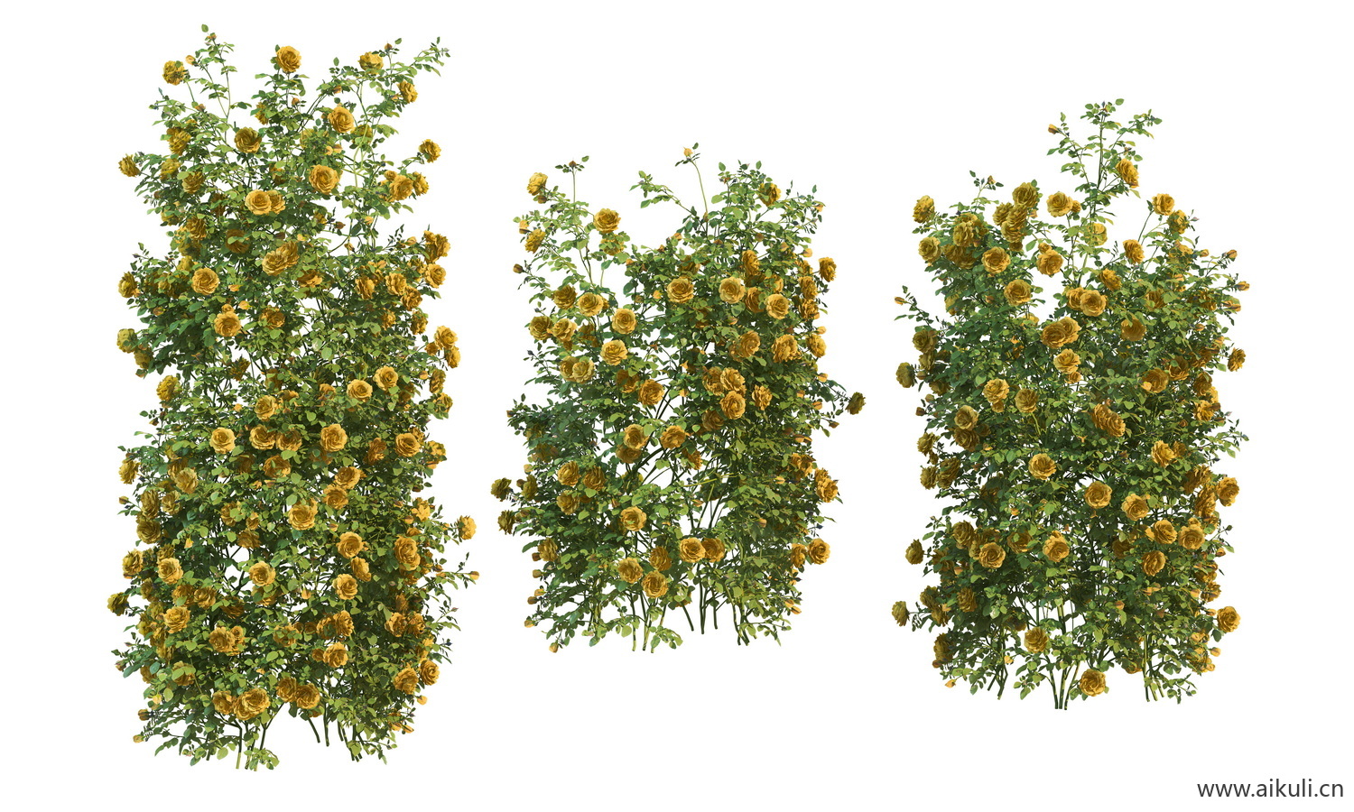 黄花藤蔓植物-PSD分层