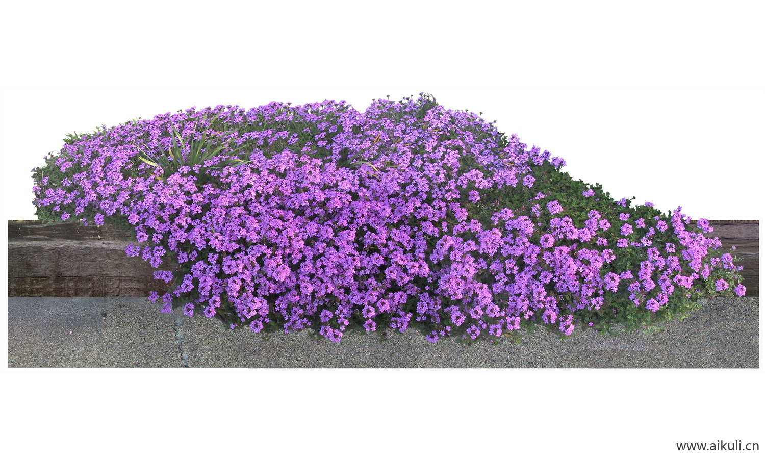 PSD免抠花坛地坡花卉植物马鞭草
