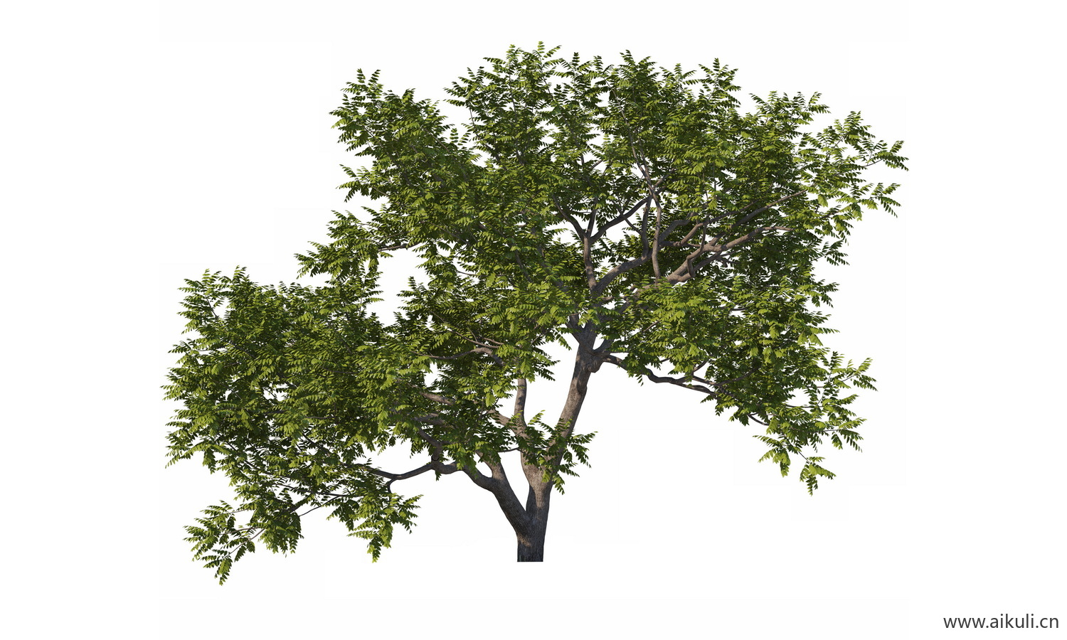 bonsai18乔木植物大树PNG免扣