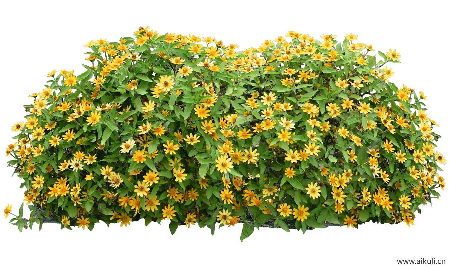 黄帝菊PSD免抠花坛地坡花卉植物