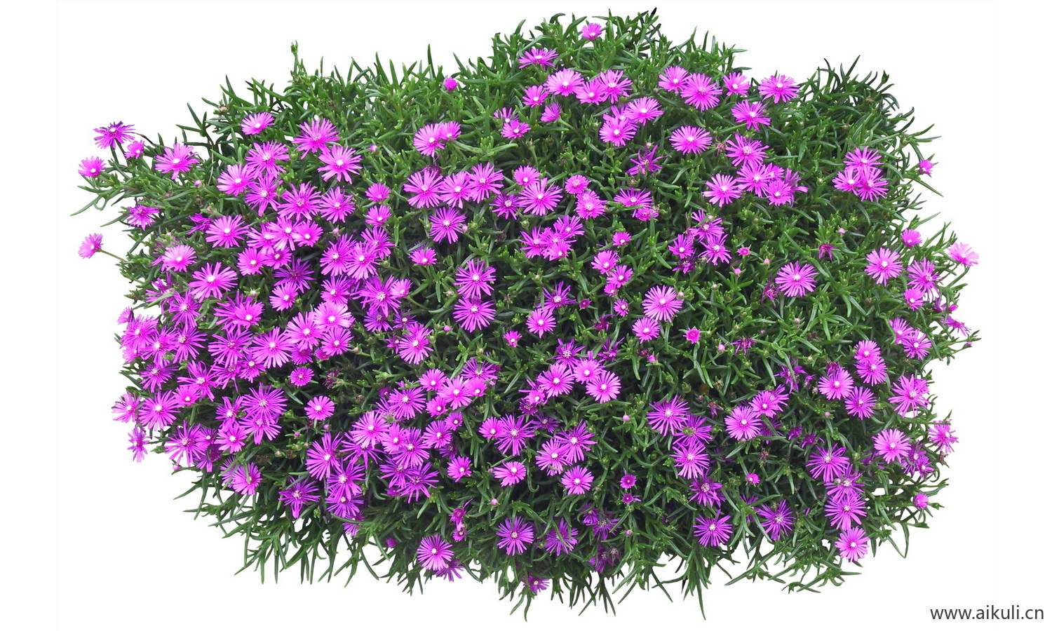 PSD免抠花坛地坡花卉植物松叶菊