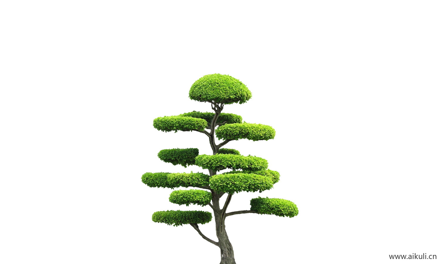 中式造型树小叶榕