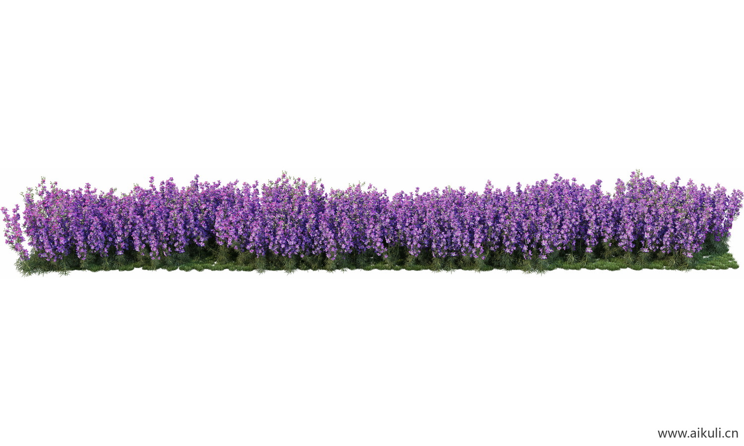 一字条形形花池魔纹花坛绿篱花境镜植物花卉png免抠_12