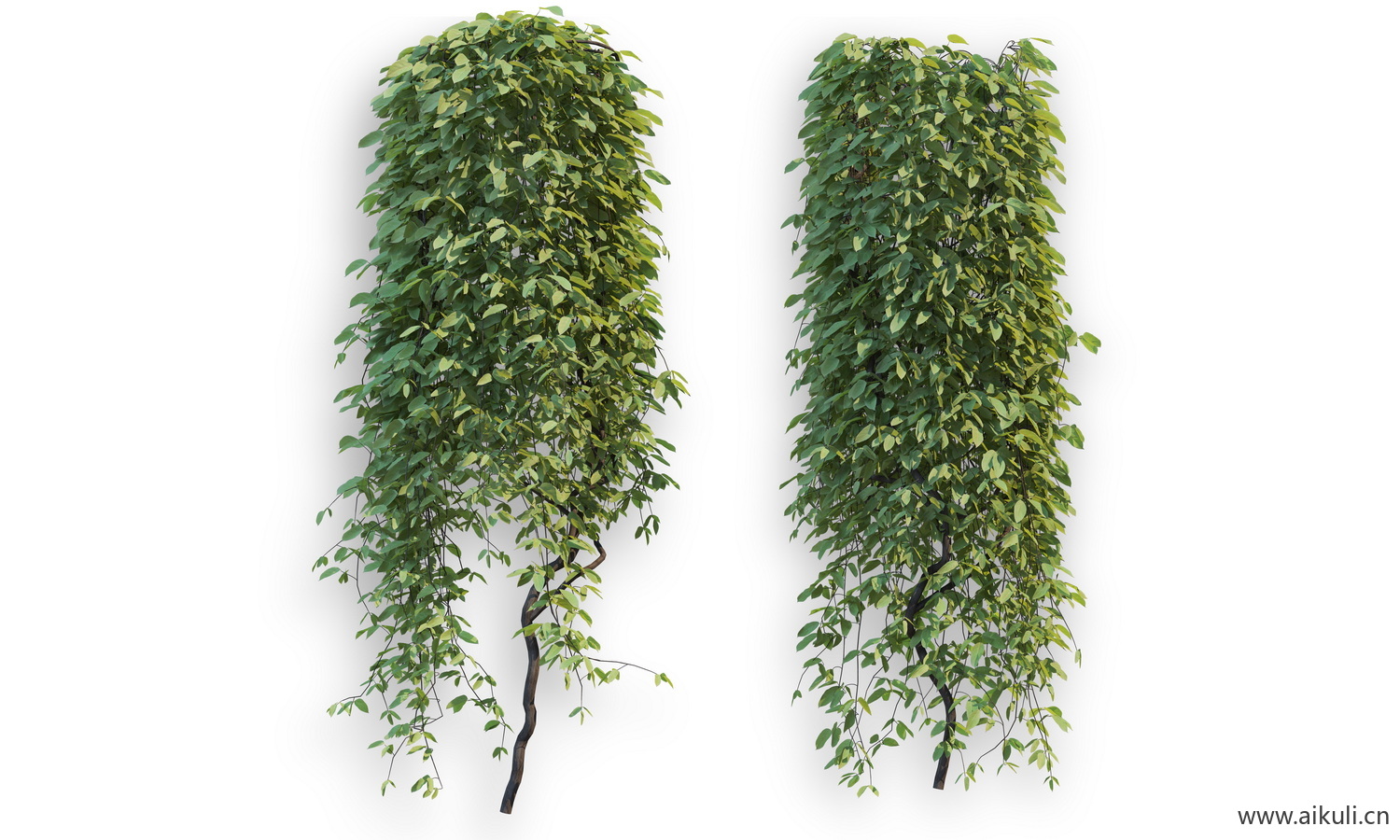 藤蔓植物Y-PSD分层