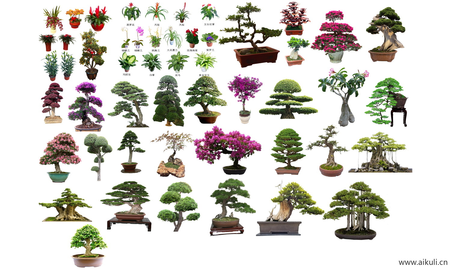盆景造型植物黑松罗汉松崖柏桩PSD免扣