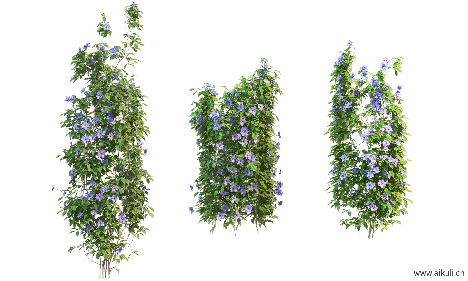 PS藤蔓植物J-PSD分层