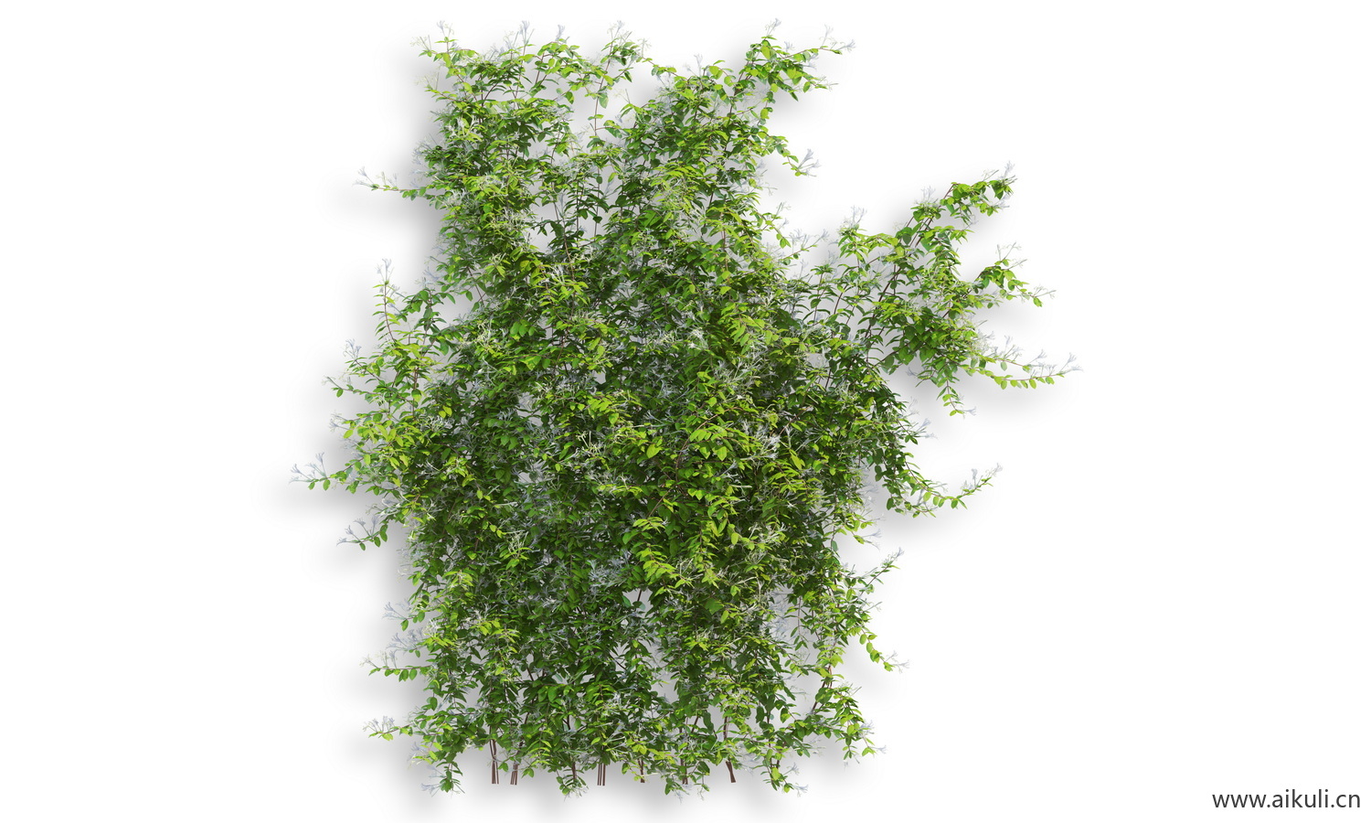 藤蔓爬藤植物-PSD分层