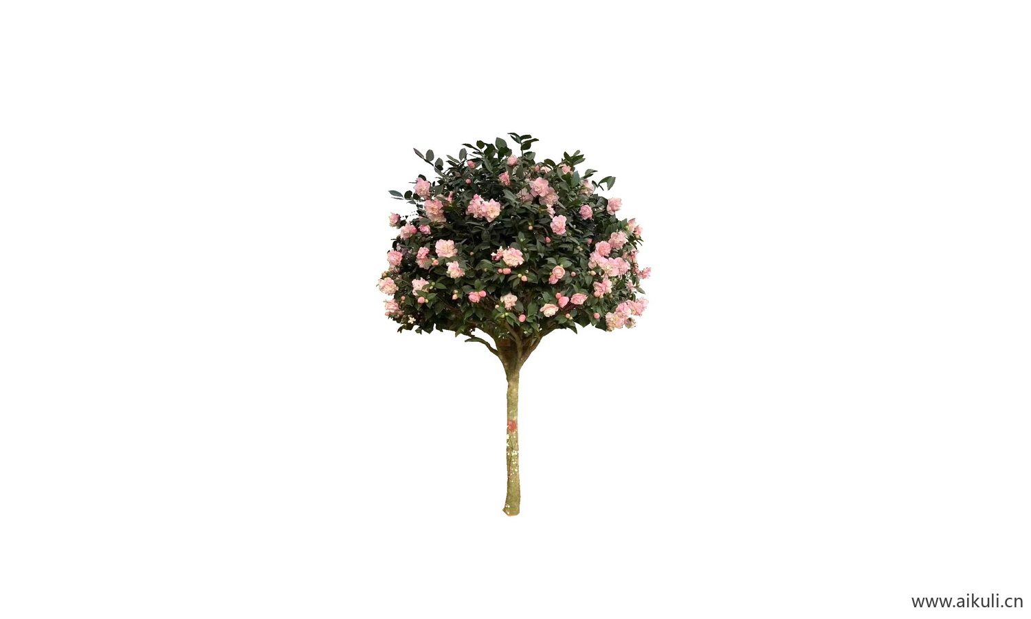 树状月季花乔花卉植物免抠贴图